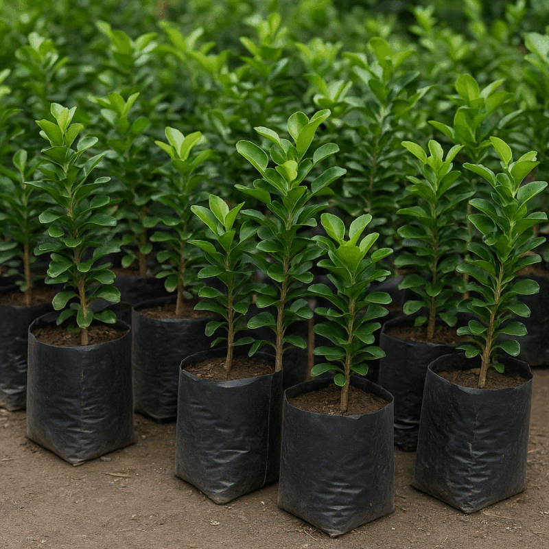 Tanaman Jeruk Purut di Polybag